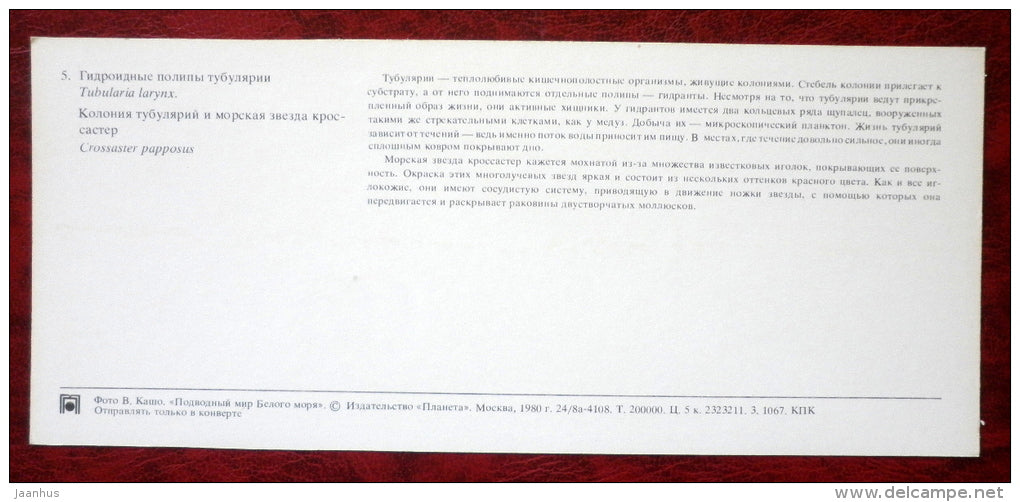 Common Flower-head - Ectopleura larynx - Socmon Sunstar - Crossaster papposus - starfish - 1980 - Russia USSR - unused - JH Postcards