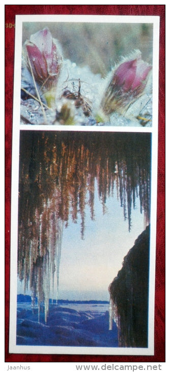 Pulsatilla - flowers - Siberia blooms - 1973 - Russia USSR - unused - JH Postcards