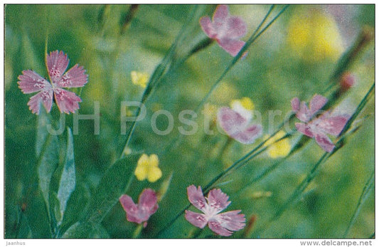 Maiden Pink - Dianthus deltoides - flower - Flowers of Russia - 1972 - Russia USSR - unused - JH Postcards