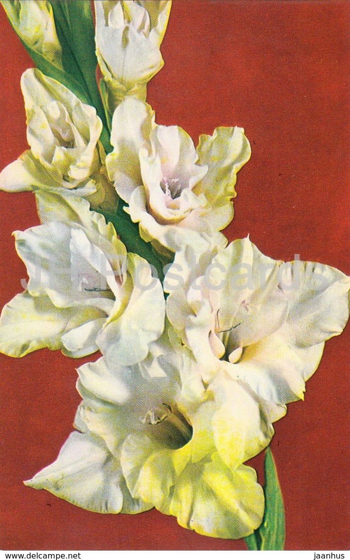 A Moment - Gladiolus - Flowers - 1974 - Russia USSR - unused - JH Postcards