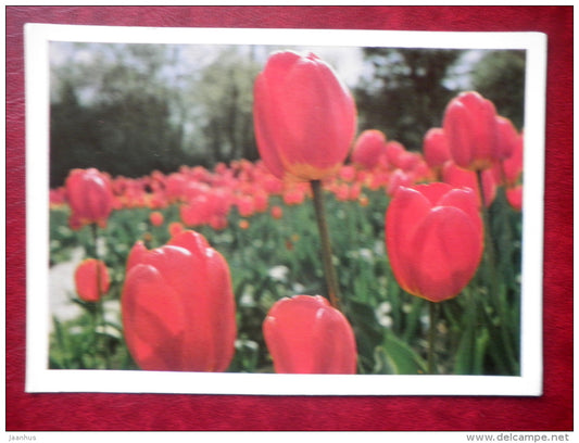 tulip darwin hybrid - flowers - 1976 - Russia USSR - used - JH Postcards