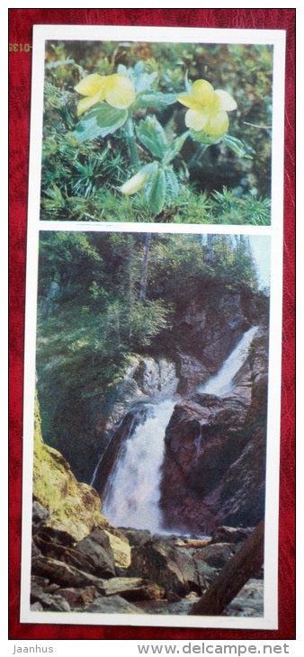 Downy yellow violet - Viola pubescens - flowers - Siberia blooms - 1973 - Russia USSR - unused - JH Postcards