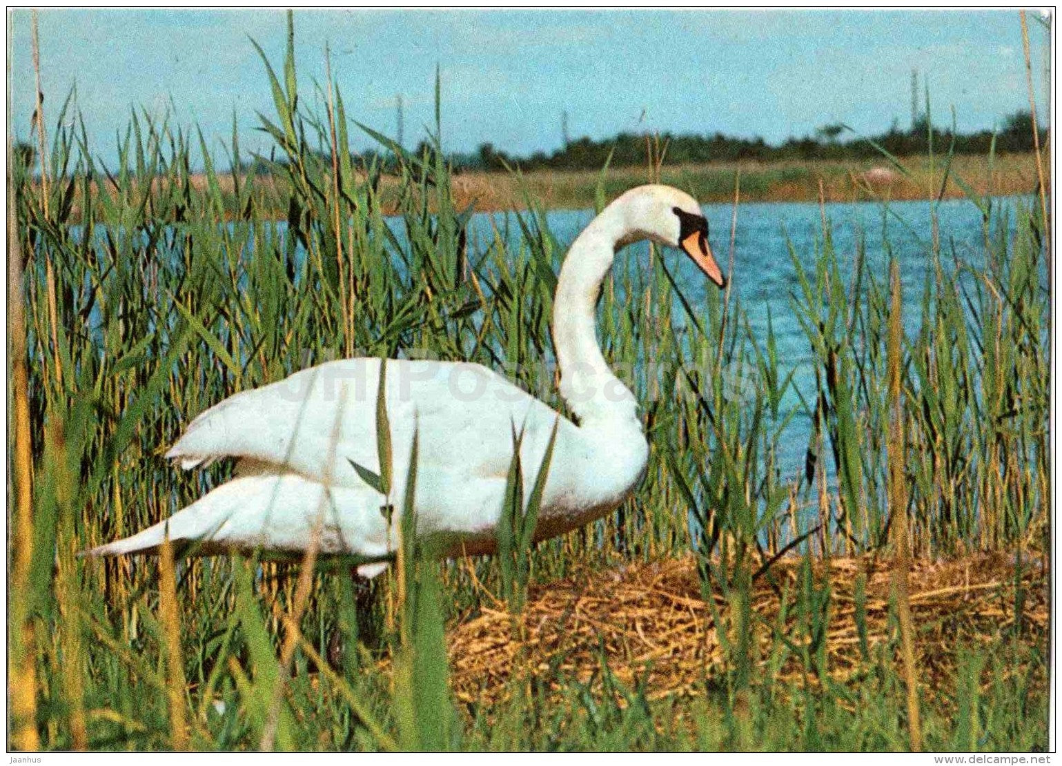 Mute swan - Cygnus olor - bird - Estonian Birds - 1987 - Estonia USSR - unused - JH Postcards