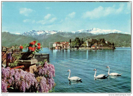 swan - Isola Bella - Lago Maggiore - Piemonte - 208/043 - Italy - Italia - unused - JH Postcards