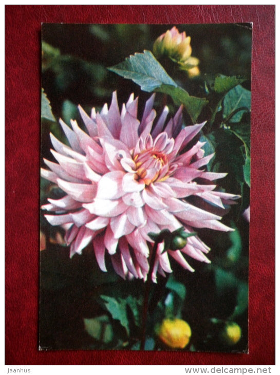 dahlia - flowers - 1976 - Russia USSR - used - JH Postcards