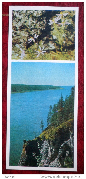 Galatella - flowers - horse - Siberia blooms - 1973 - Russia USSR - unused - JH Postcards