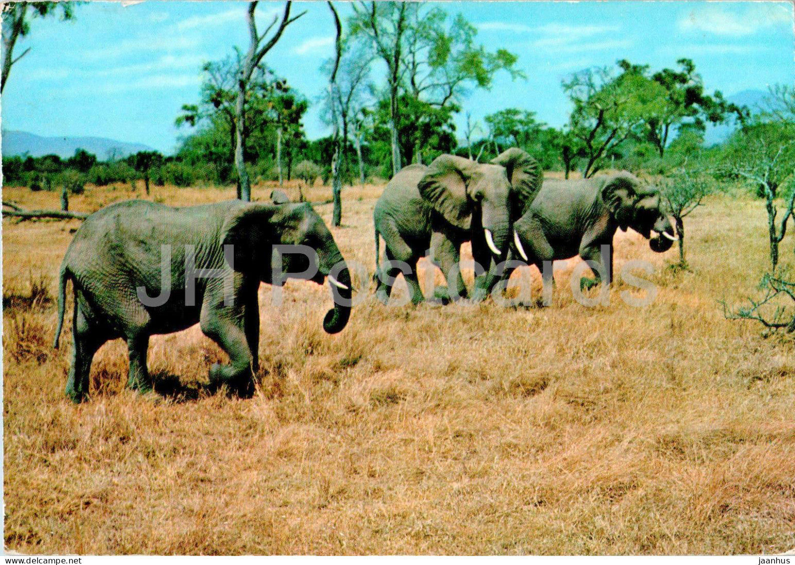 Mikumi Game Park - elephant - animals - 135 - 1972 - Tanzania - used - JH Postcards