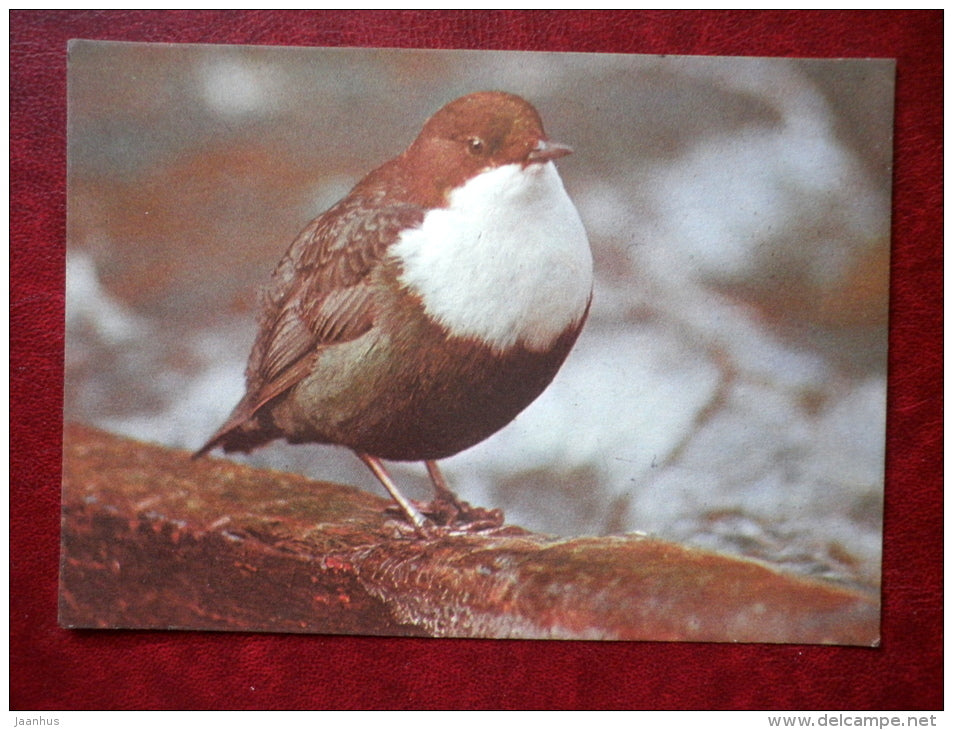 White-throated Dipper - Cinclus cinclus - birds - 1987 - Estonia - USSR - unused - JH Postcards