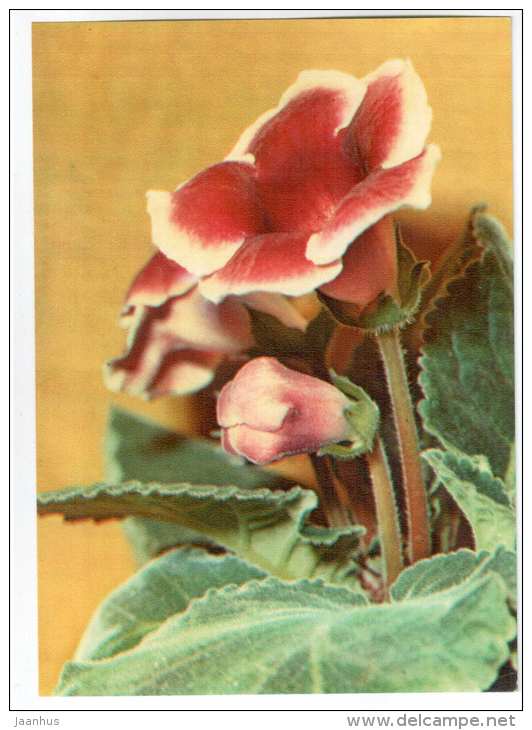 Sinningia x hybrida - houseplants - flowers - 1983 - Russia USSR - unused - JH Postcards