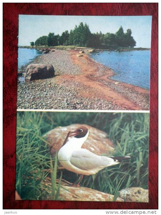 Lahemaa National Park - Island. Laughing Gull - birds- Estonia - USSR - 1978 - unused - JH Postcards