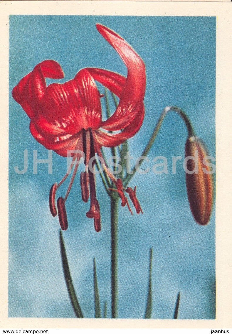 Red Lily - flowers - plants - 1962 - Latvia USSR - unused - JH Postcards