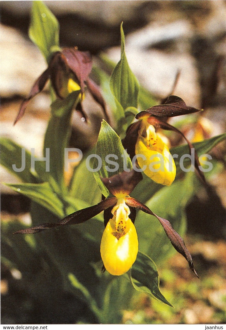 Lady's-slipper - Cypripedium calceolus - Geschutzte Pflanzen - Protected plants - DDR Germany - unused - JH Postcards