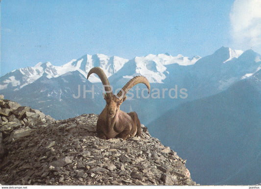 Steinbock mit Berninagruppe - animals - 1983 - Switzerland - used - JH Postcards