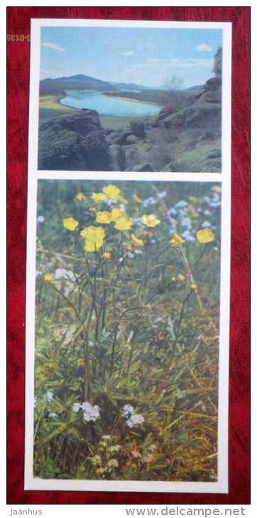 buttercup - Ranunculus repens - flowers - Siberia blooms - 1973 - Russia USSR - unused - JH Postcards