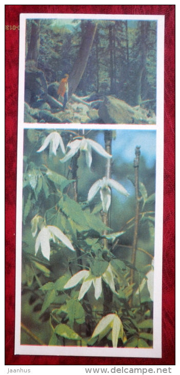 Atragene sibirica - flowers - Siberia blooms - 1973 - Russia USSR - unused - JH Postcards