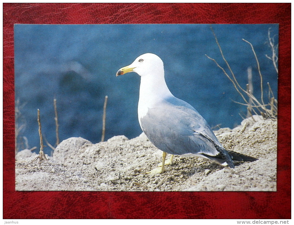 Black-tailed Gull - Larus crassirostris - birds - 1988 - Russia - USSR - unused - JH Postcards