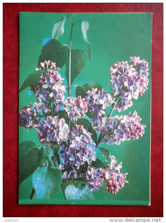 lilac - flowers - 1976 - Russia USSR - used - JH Postcards