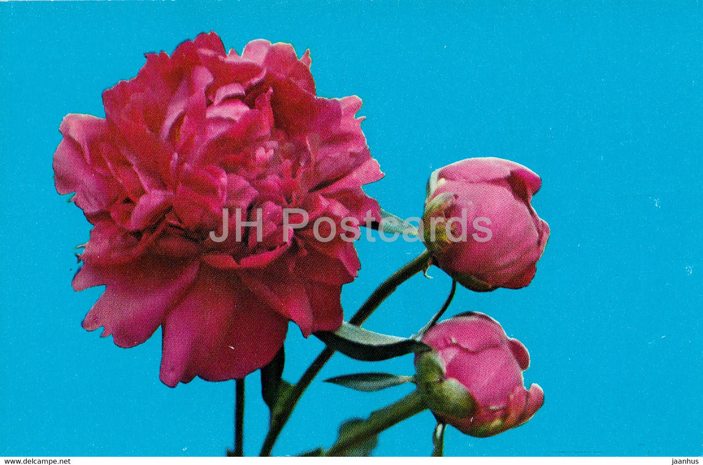 Victory - Peonies - flowers - 1977 - Russia USSR - unused - JH Postcards