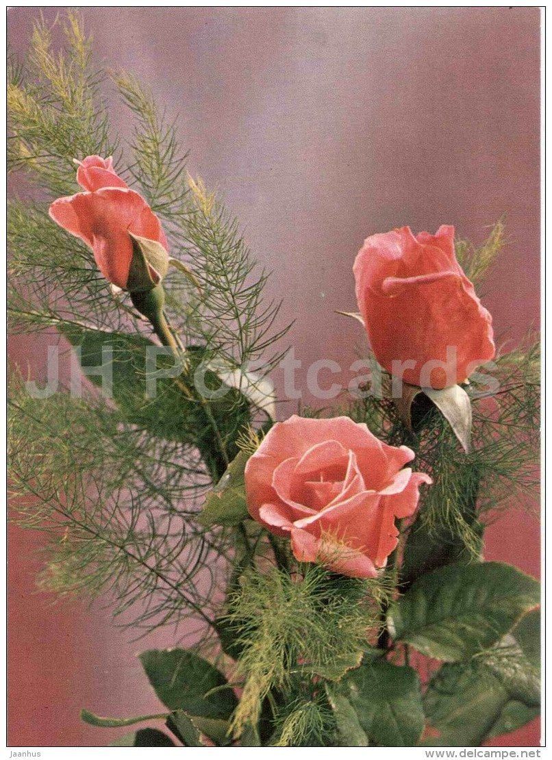 roses - flowers - postal stationery - Czechoslovakia - used - JH Postcards