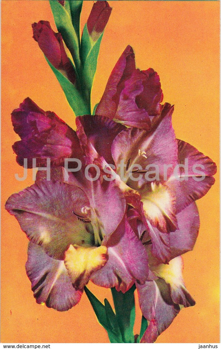 Traviata - Gladiolus - Flowers - 1974 - Russia USSR - unused - JH Postcards