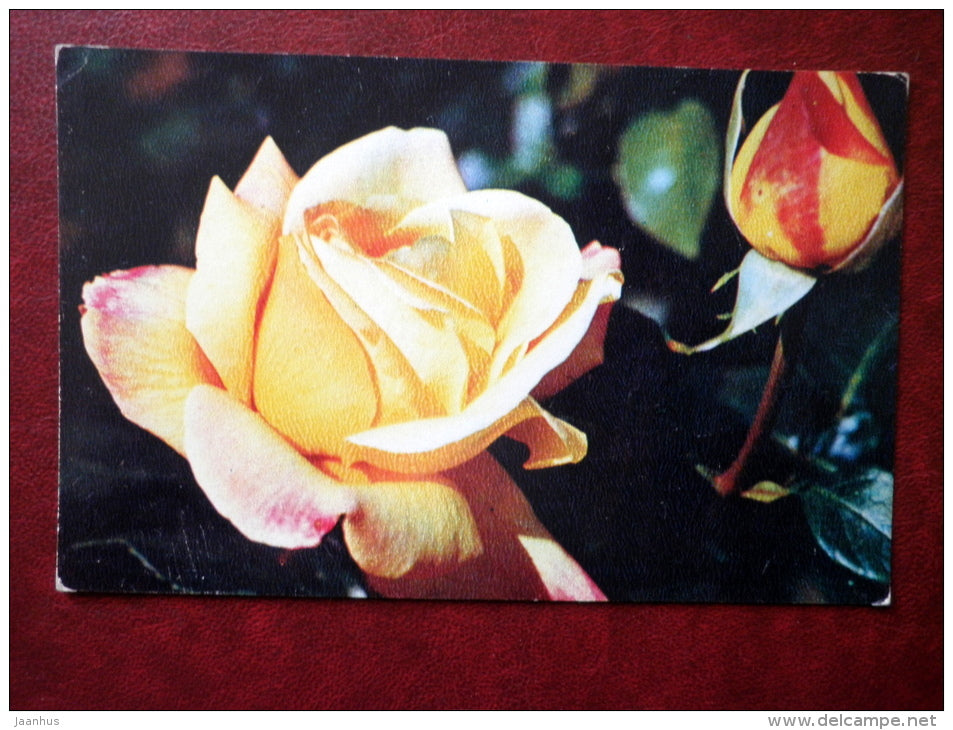 Greeting Card - yellow rose Gloria Dei - flowers - 1975 - Russia USSR - unused - JH Postcards