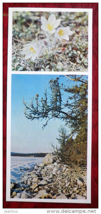 Alpine pasque flower -Pulsatilla alpina - flowers - Siberia blooms - 1973 - Russia USSR - unused - JH Postcards