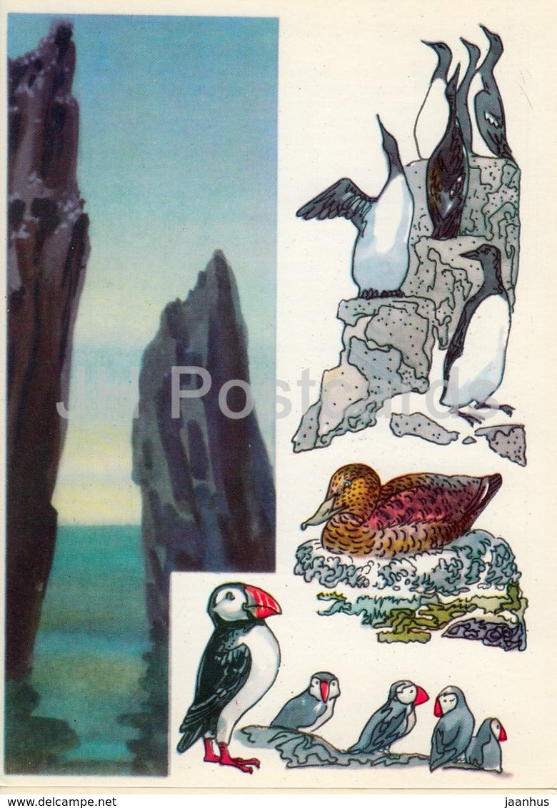 Guillemot - Eider - Atlantic puffin - birds - Kandalaksha Nature Reserve - 1975 - Russia USSR - unused - JH Postcards