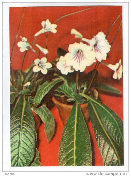 Streptocarpus - Streptocarpus hybrids - houseplants - flowers - 1983 - Russia USSR - unused - JH Postcards