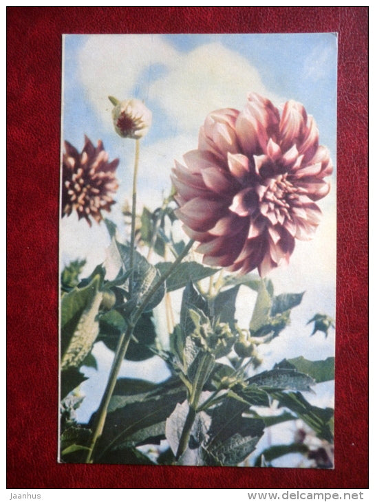 Greeting Card - dahlia - flowers - 1965 - Russia USSR - used - JH Postcards