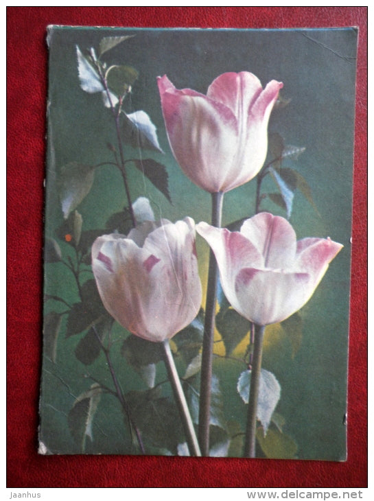 telegram - tulips - flowers - 1975 - Russia USSR - used - JH Postcards