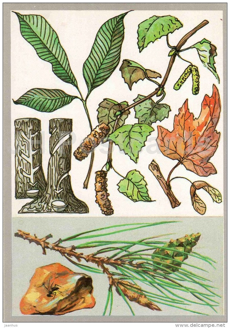 pine - amber - sugar maple - birch - sharinga tree - Juices of the Trees - Amazing Plants - 1989 - Russia USSR - unused - JH Postcards