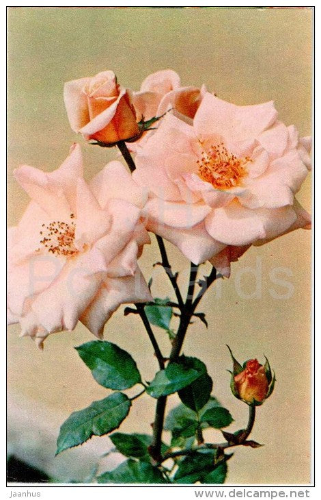 Ophelia - flowers - Roses - Russia USSR - 1973 - unused - JH Postcards