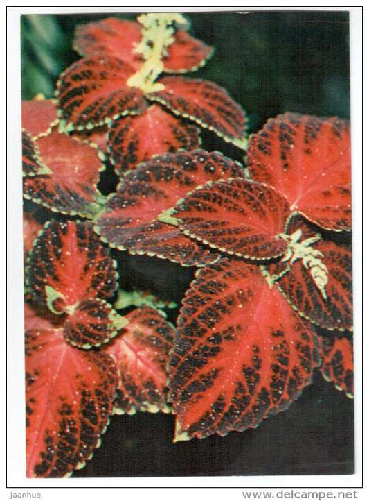 Flame Nettle - Plectranthus scutellarioides - houseplants - flowers - 1983 - Russia USSR - unused - JH Postcards