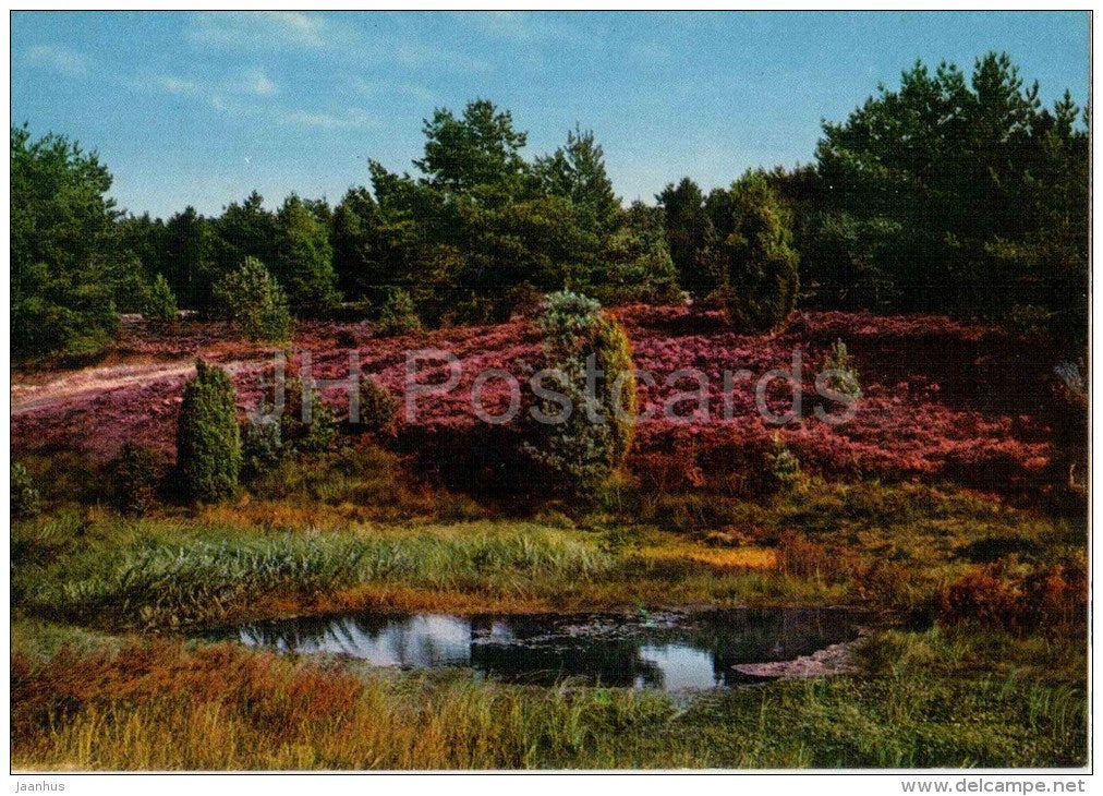 Lüneburger Heide - Germany - gelaufen - JH Postcards