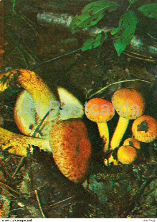 Brick Tuft mushroom - Hypholoma lateritium - Mushrooms - 1980 - Russia USSR - unused - JH Postcards