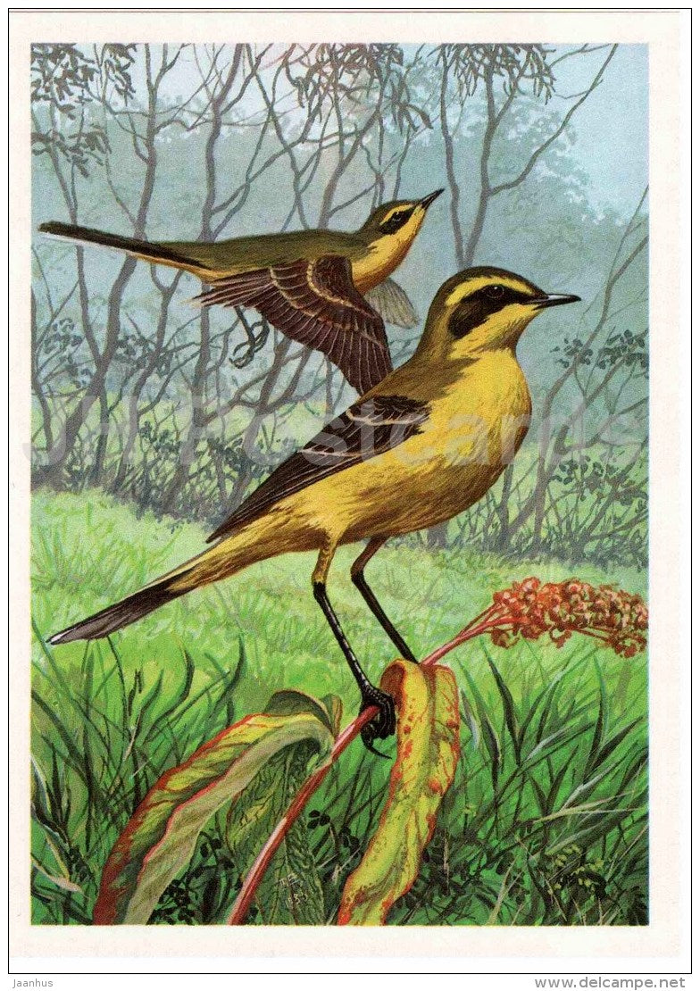 Western yellow wagtail - Motacilla lutea - bird - Birds of Russia - Siberia - 1988 - Russia USSR - unused - JH Postcards