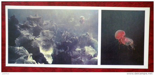 Deep-sea Tangle - Laminaria - Lion's Mane Jellyfish - Cyanea capillata - 1980 - Russia USSR - unused - JH Postcards