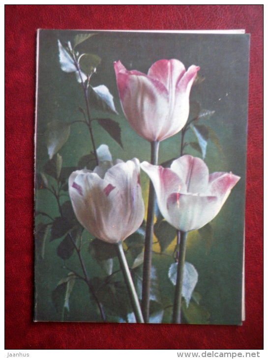 telegram - tulips 1 - flowers - 1975 - Russia USSR - used - JH Postcards