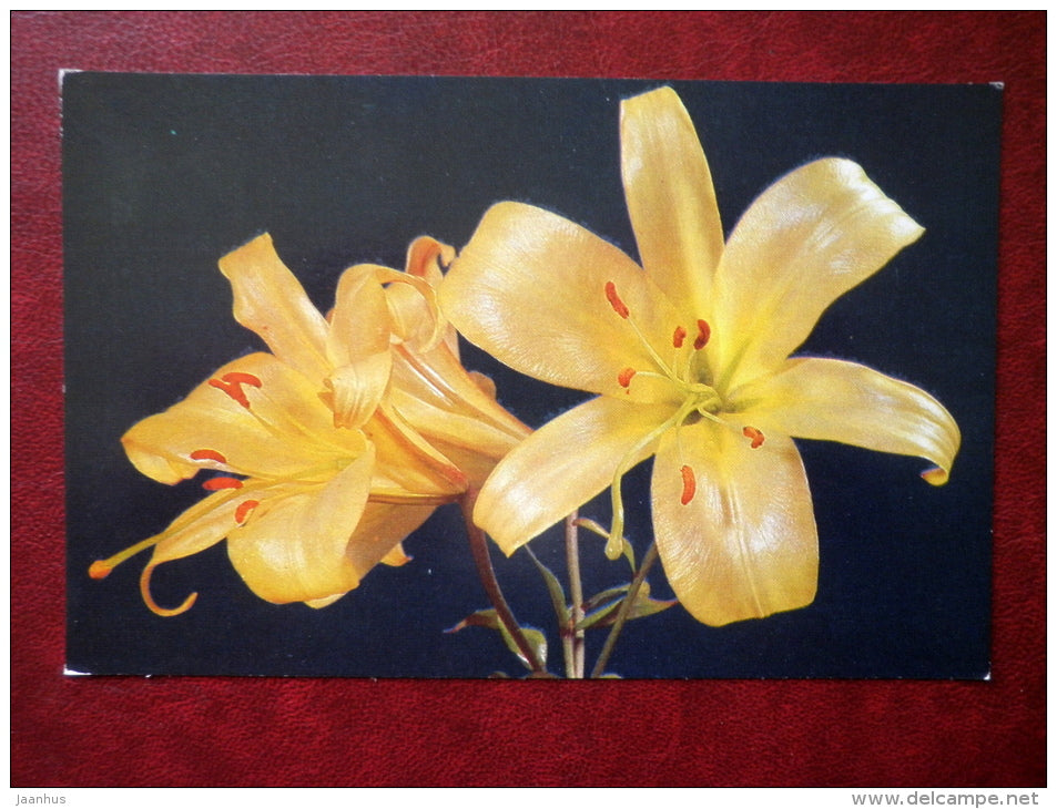 Greeting Card - lily Luna - flowers - 1981 - Russia USSR - unused - JH Postcards