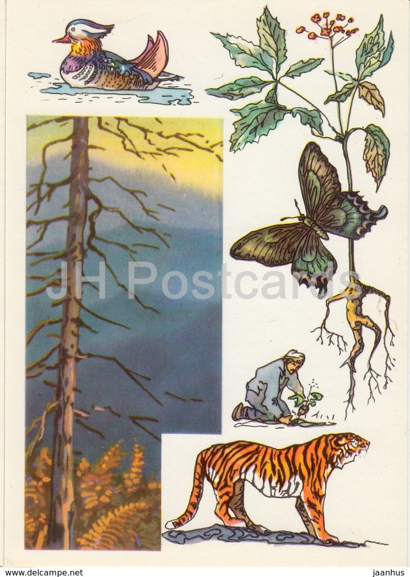 Mandarin duck - Siberian Tiger - Alpine black swallowtail - Sikhote-Alin Nature Reserve - 1975 - Russia USSR - unused - JH Postcards