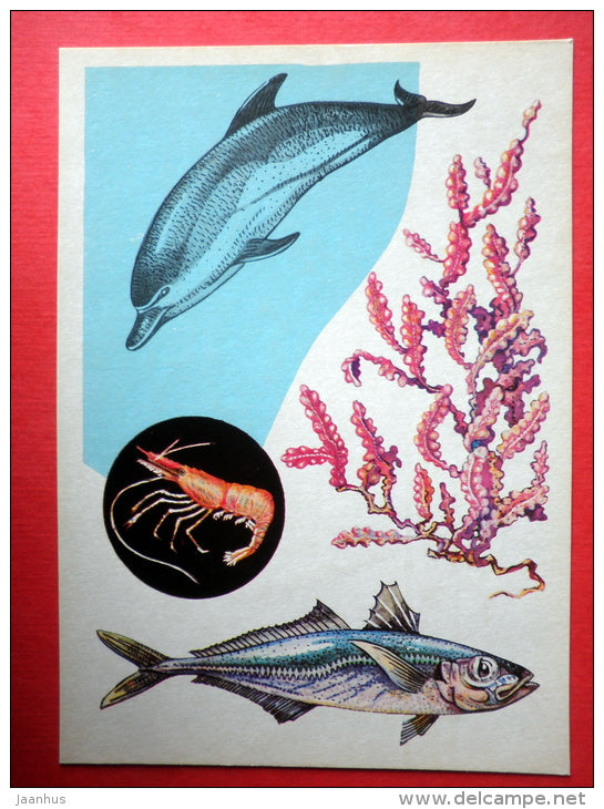 Phyllophora - Scad - White-beaked dolphin - Rockpool Prawn - Marine Life - 1979 - Russia USSR - unused - JH Postcards