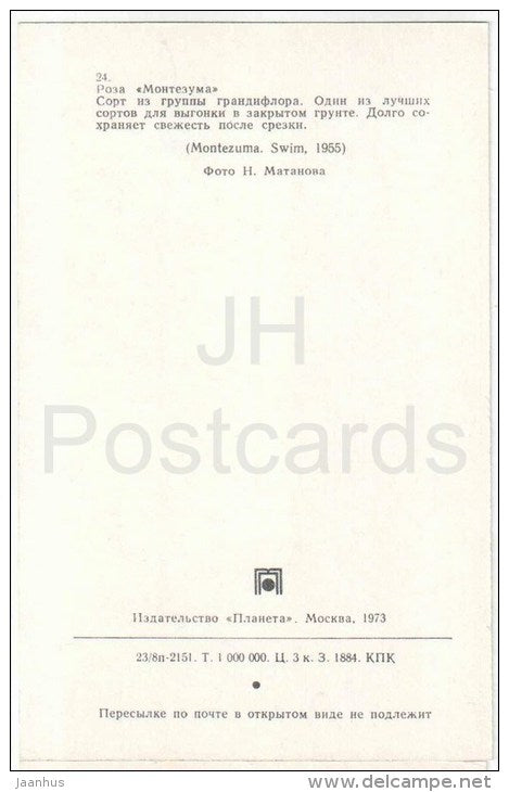 Montezuma - flowers - Roses - Russia USSR - 1973 - unused - JH Postcards