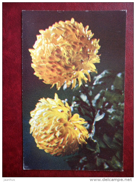 Greeting Card - chrysanthemum Petang - flowers - 1975 - Russia USSR - unused - JH Postcards