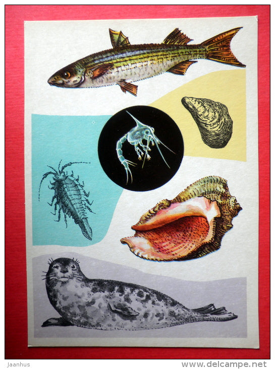 Mugil saliens - Mytilaster - Rapana - Caspian Seal - Cockroaches of the sea - Marine Life - 1979 - Russia USSR - unused - JH Postcards