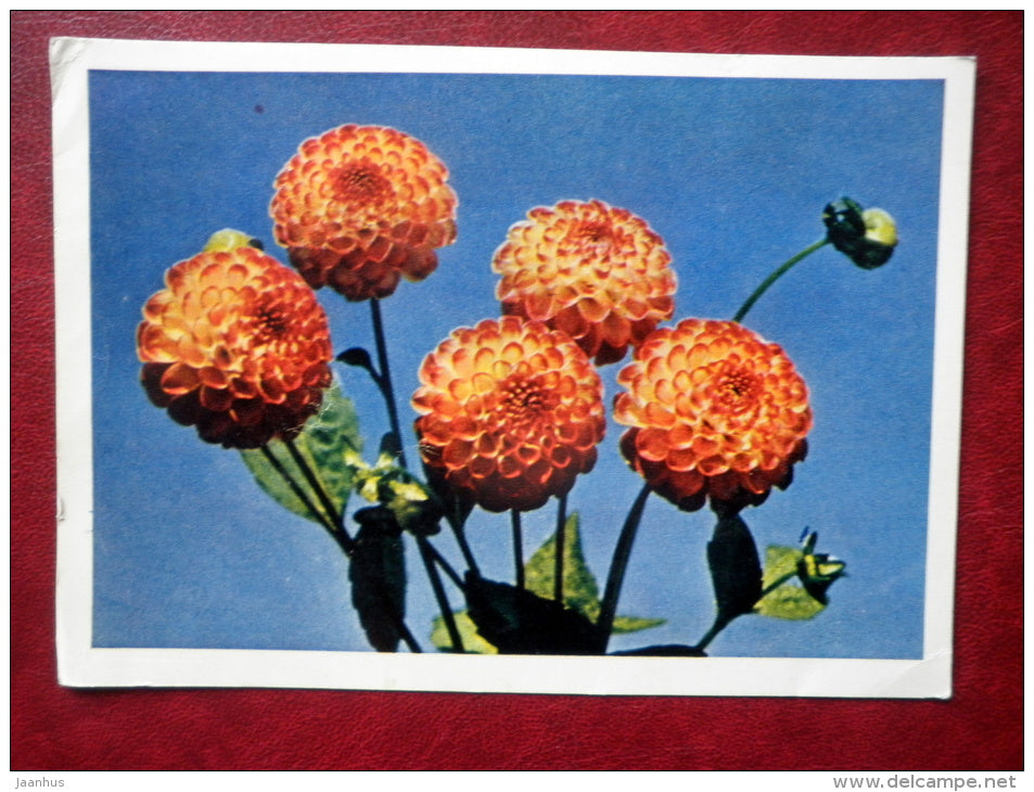 Greeting Card - dahlias - flowers - 1965 - Russia USSR - used - JH Postcards