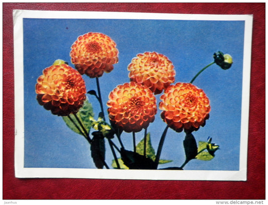 Greeting Card - dahlias - flowers - 1965 - Russia USSR - used - JH Postcards