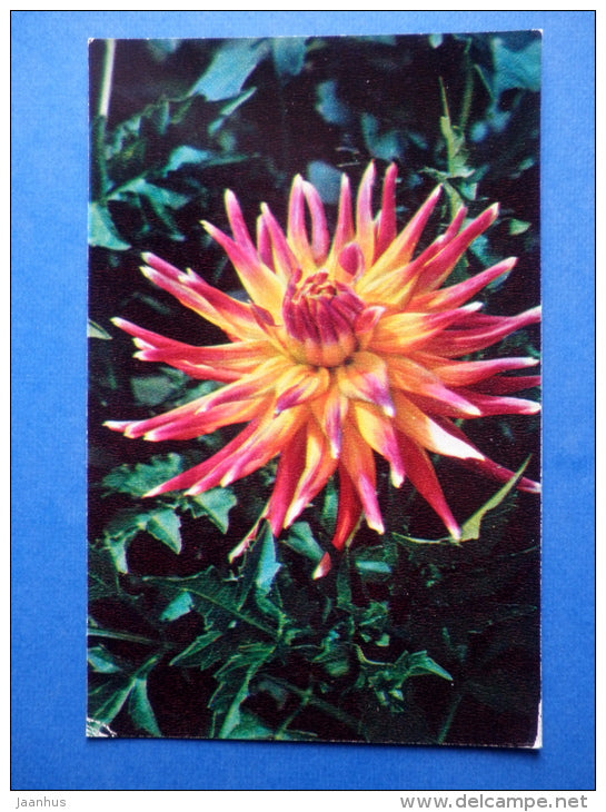 Yakut diamond - dahlia - flowers - 1974 - Russia USSR - unused - JH Postcards