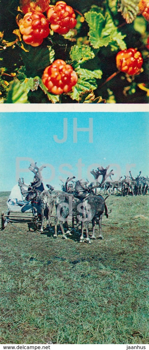 Cloudberry - Rubus chamaemorus - plants - reindeer - Tundra in bloom - 1973 - Russia USSR - unused - JH Postcards