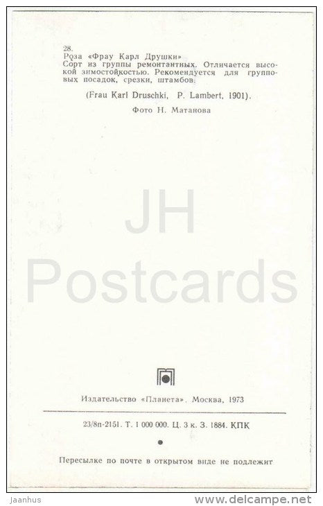 Frau Karl Druschki - flowers - Roses - Russia USSR - 1973 - unused - JH Postcards