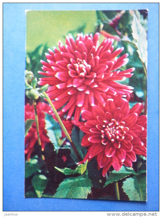 Cherno - dahlia - flowers - 1974 - Russia USSR - unused - JH Postcards